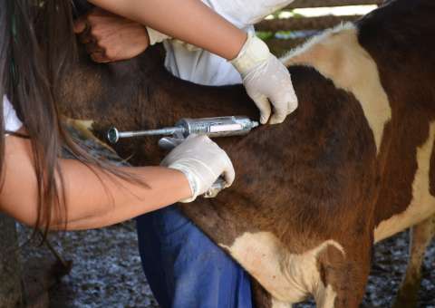  Produtores devem notificar vacinação de rebanho contra aftosa até esta segunda