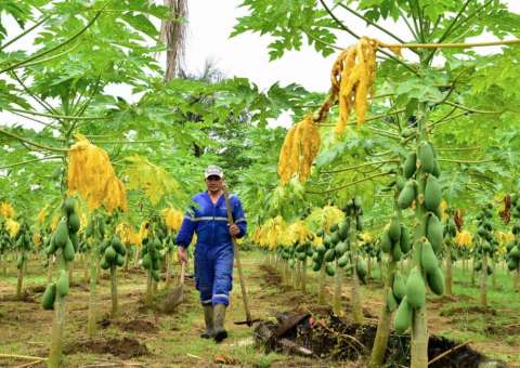 Feiras regionais aumentam produção de agricultores no Amazonas 