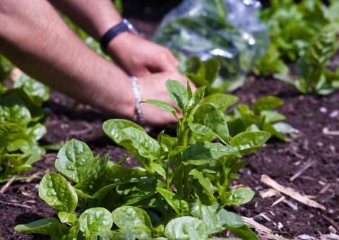 Hortaliça rica em vitamina C é indicada para mulheres grávidas 
