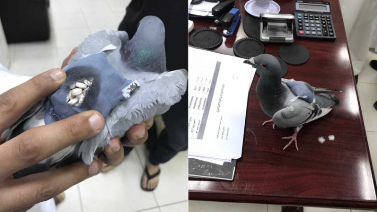 'Pombo-traficante' é apreendido por voar de um país para outro com drogas