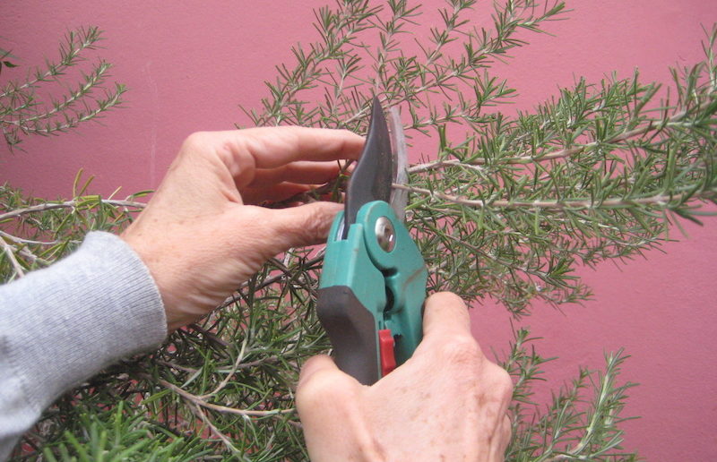 Saiba o que acontece ao tomar uma xícara de chá de alecrim todos os dias