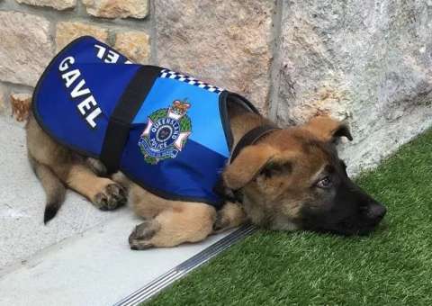 Cão é reprovado em treinamento policial por ser muito dócil 
