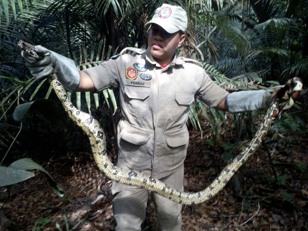 Homem encontra jiboia de 2 metros em forro de carro em Manaus