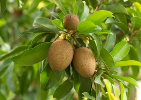 Fruta é rica em ferro e pode produzir xarope natural