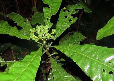 Planta nativa da Amazônia pode tratar sífilis. Conheça 