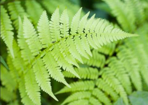 Planta trata doenças mas também pode ser uma ameaça para a saúde 