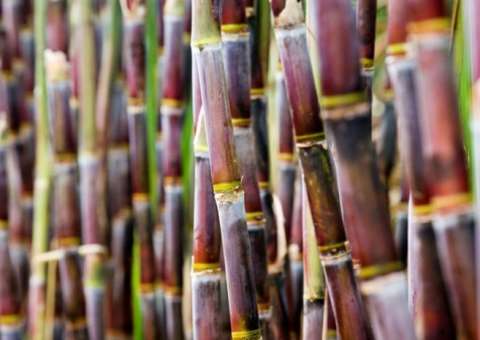 Alcalinizante do organismo, planta ajuda a combater o câncer 