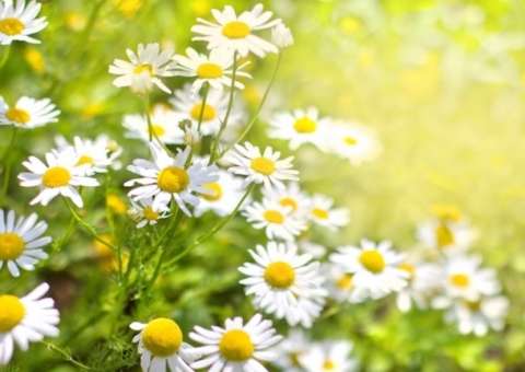 Ervas podem ajudar a estimular o sono 