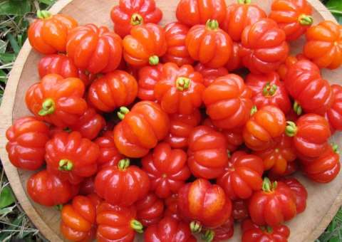 Fruta rica em vitaminas é importante na prevenção da osteoporose 