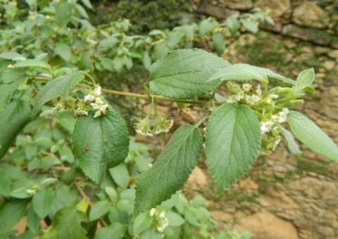 Espécie de Alecrim tem uso antisséptico na prevenção de cárie dentária 