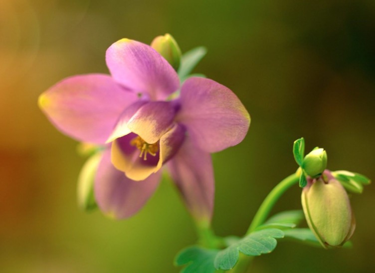 Espécie de flor é útil no tratamento contra epilepsia 