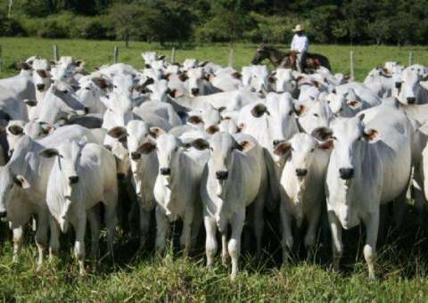 Mais de 80 bois morrem após barco afundar no AM