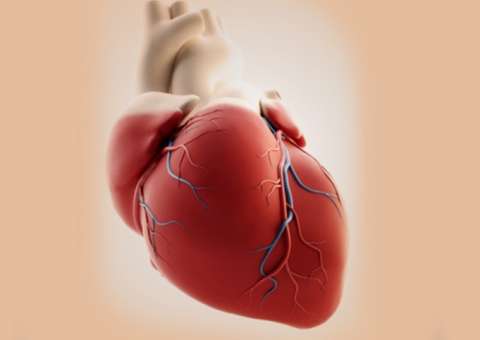 Caroço de fruta pode auxiliar na prevenção de doenças cardíacas