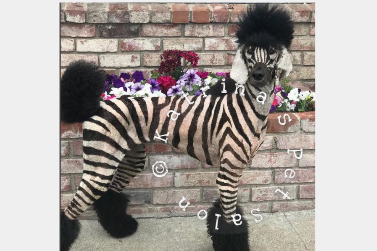 Estranho animal listrado chama a atenção da internet