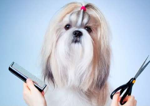 Comissão de Defesa do Consumidor aprova instalação obrigatória de câmeras em pet shops 