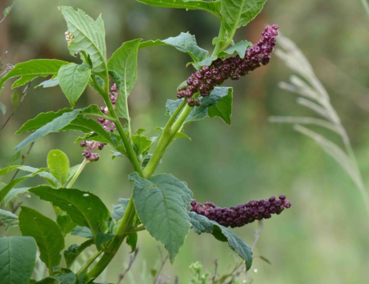 Anticancerígena, planta pode ser usada contra artrite e câncer de pele