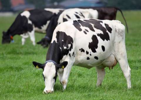 Vacas produzem anticorpos capazes de impedir infecção por HIV