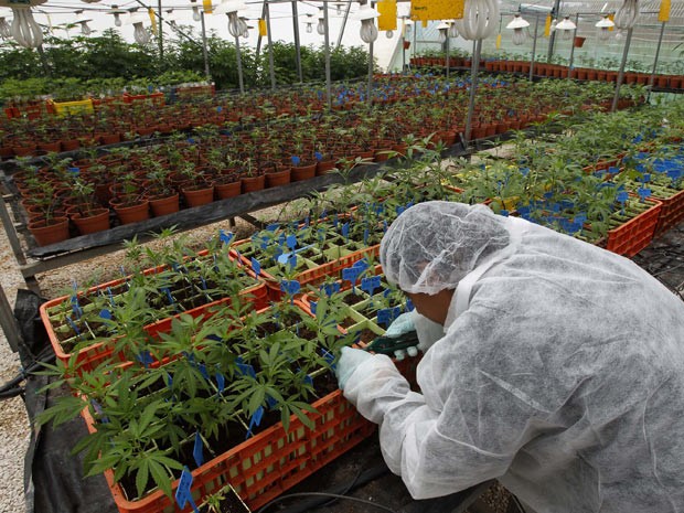 Anvisa propõe autorizar cultivo de maconha medicinal no Brasil 