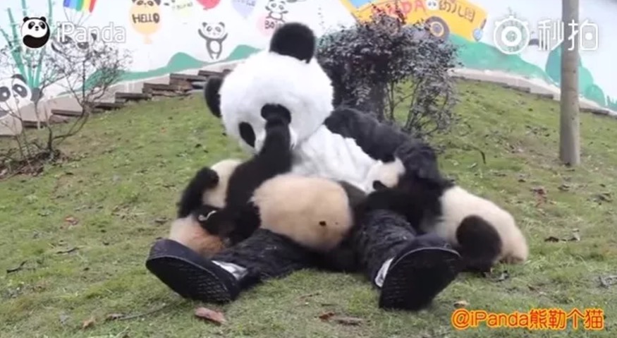 Empresa registra atuação de ‘panda-humano’ e vídeo repercute 