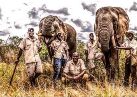 Elefante pisoteia domador até a morte em parque no Zimbábue 