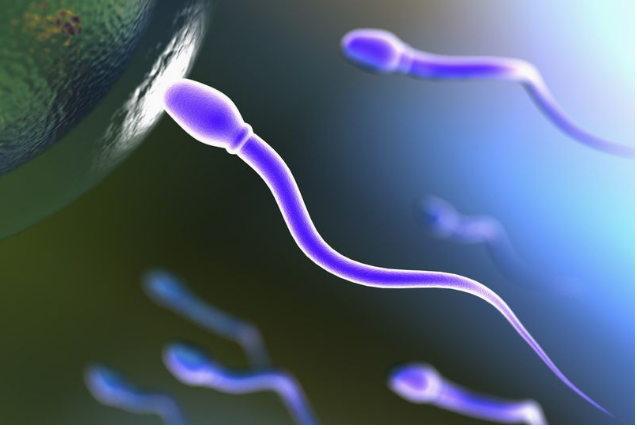 Queda na contagem de espermatozoides em homens pode levar à extinção humana, aponta pesquisa