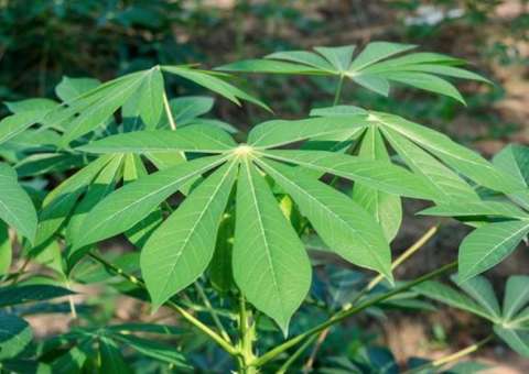 Folhas de planta fornece propriedades anticancerígenas  