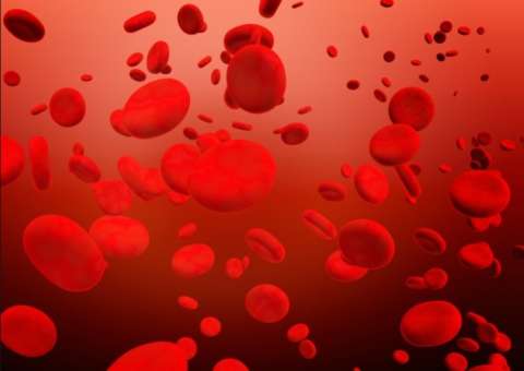 Conheça alimentos que estimulam formação de plaquetas no sangue e evitam hemorragias 