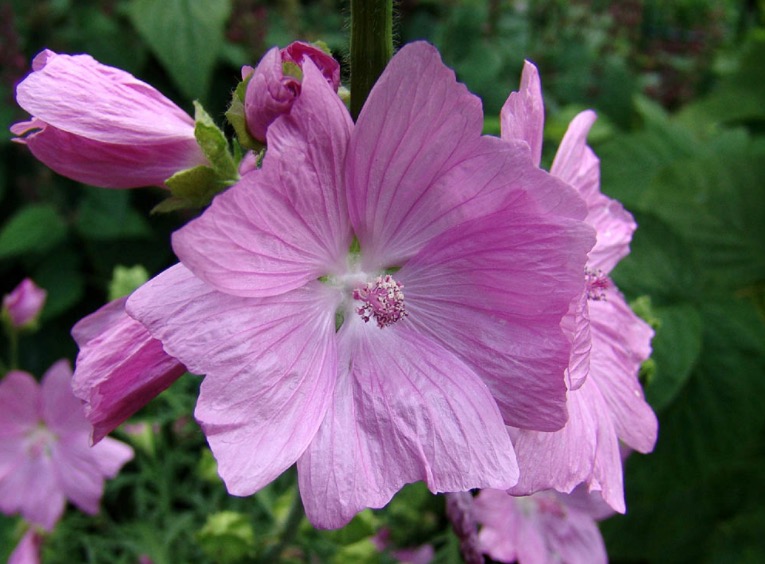 Flor e semente usadas na fabricação de perfume podem tratar gastrite 