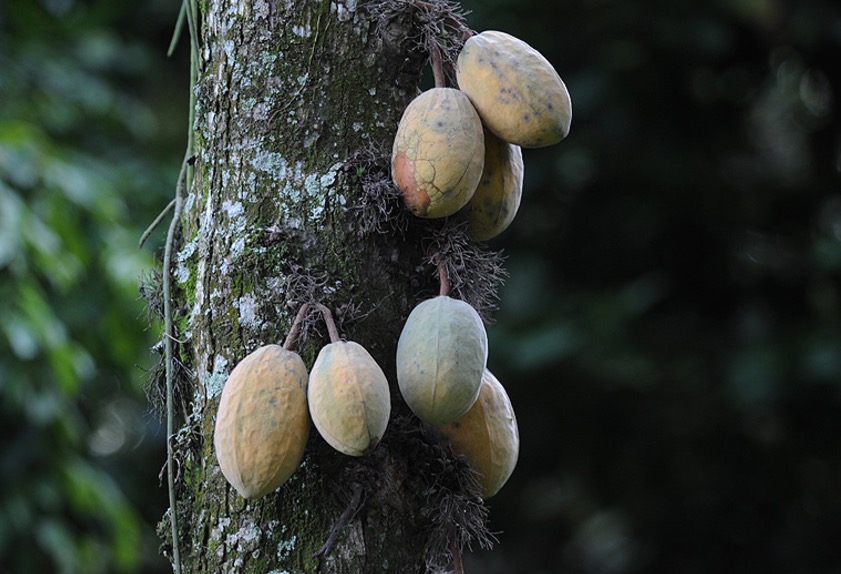 Semelhante ao Cupuaçu, fruta é rica em fibras, Cálcio e vitaminas 