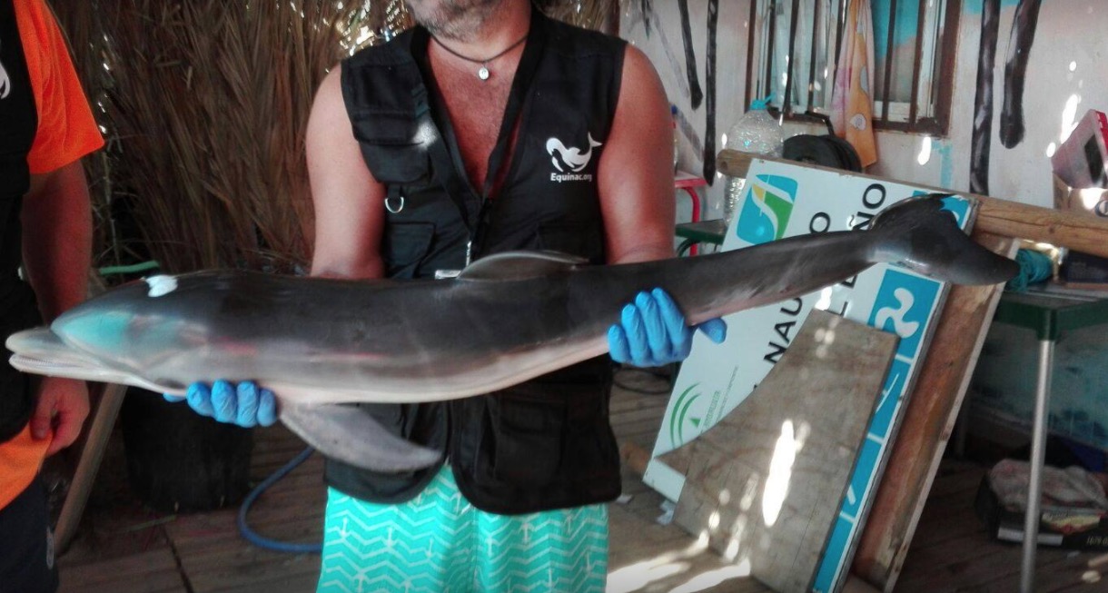 Golfinho encalha em praia da Espanha, banhistas tiram selfie e animal morre 
