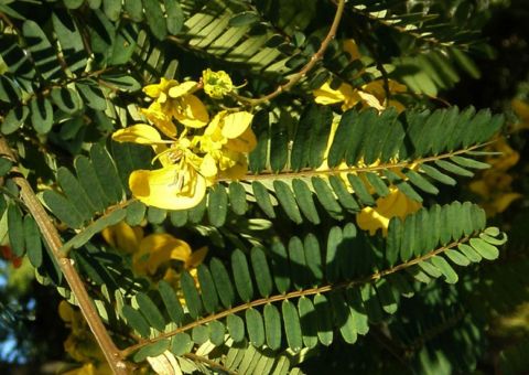 Tintura de árvore usada pode ser usada para tratar metrorragia