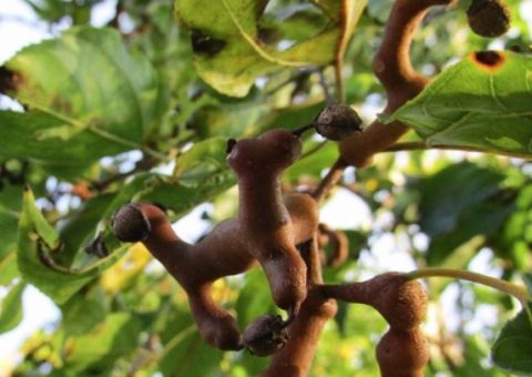 Planta reduz efeitos maléficos do álcool no organismo 