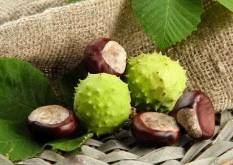 Tipo de castanha é eficiente para acalmar TPM 