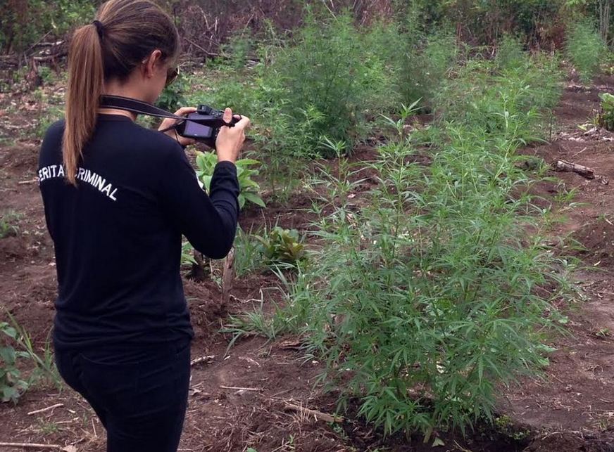 Estudos sobre criminalística no Amazonas são apresentados em Congresso Nacional