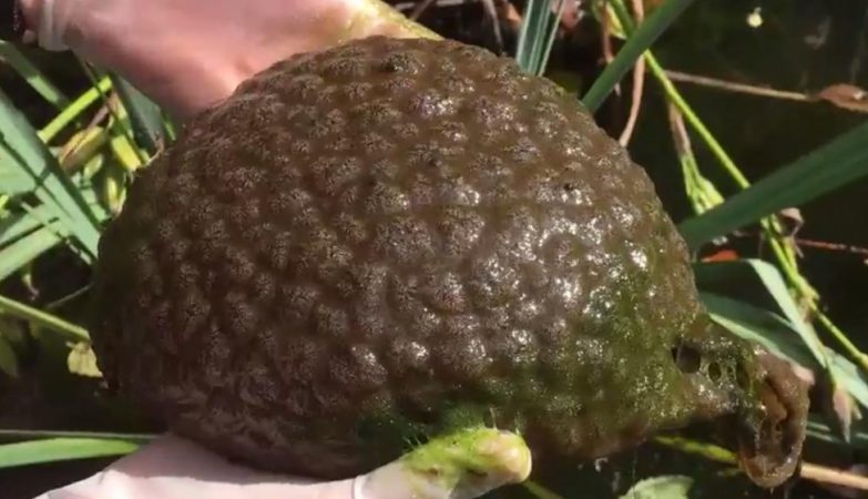 Estranha criatura é encontrada em lagoa e choca a todos