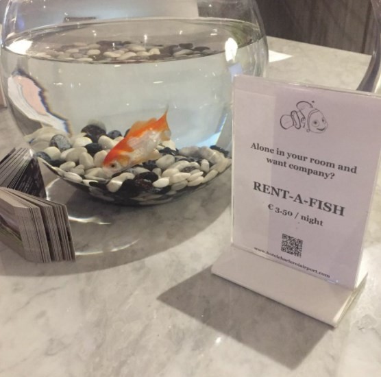 Hotel oferece aluguel de peixe para hóspedes que se sentem sozinhos