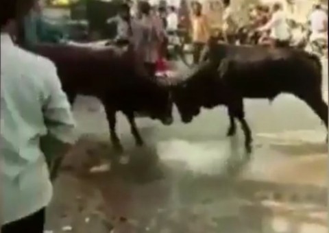 Bêbado entra em briga de bois e o pior acontece. Vídeo 