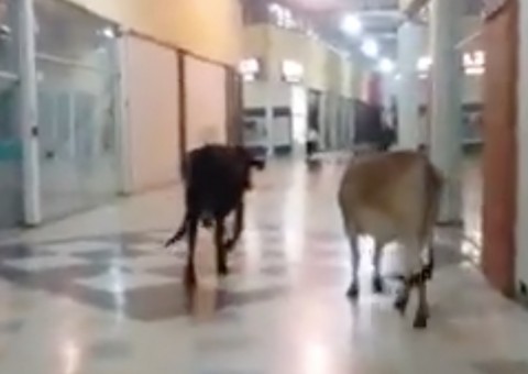 Vacas são flagradas passeado dentro de shopping. Veja vídeo 