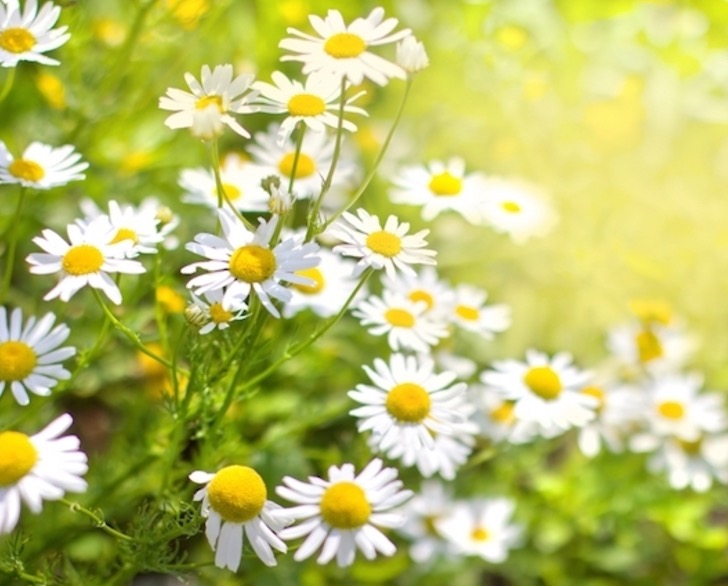 Conheça plantas que podem ajudar no tratamento e cura do terçol 
