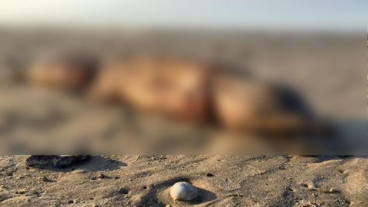 Criatura estranha de dentes afiados é encontrada após passagem do furacão