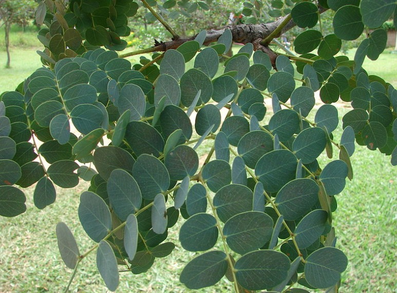 Pomada produzida com planta medicinal trata verrugas causadas pelo HPV 