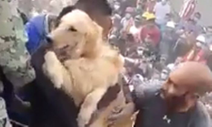 Vídeo mostra cachorro sendo retirado de escombros na Cidade do México