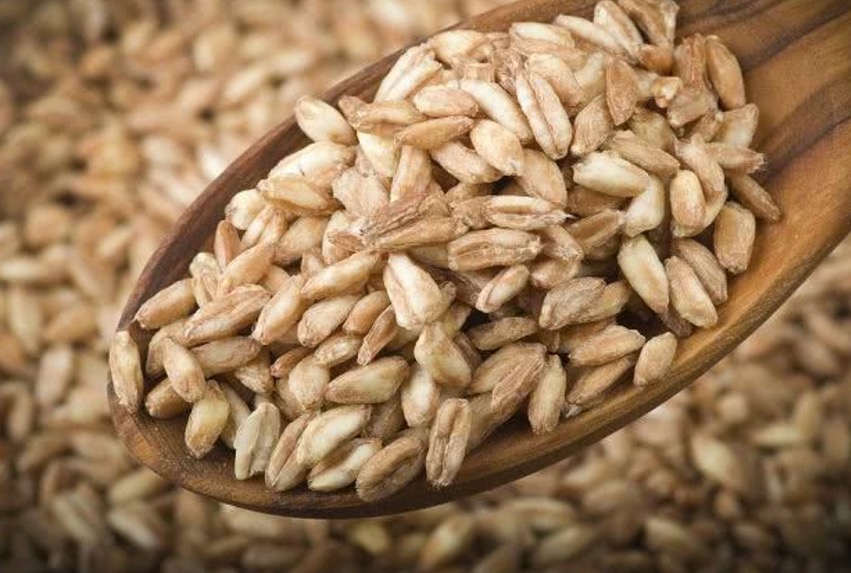 Semente rica em proteínas substitui o trigo e tem menor teor de glúten 