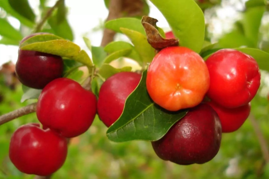 Fruta tem vitamina essencial para a saúde da visão. Conheça 
