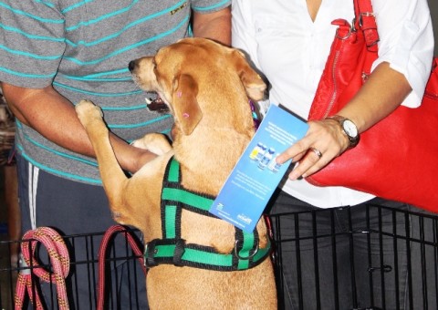 Shopping de Manaus realiza Feira de adoção e vermifugação gratuita neste sábado