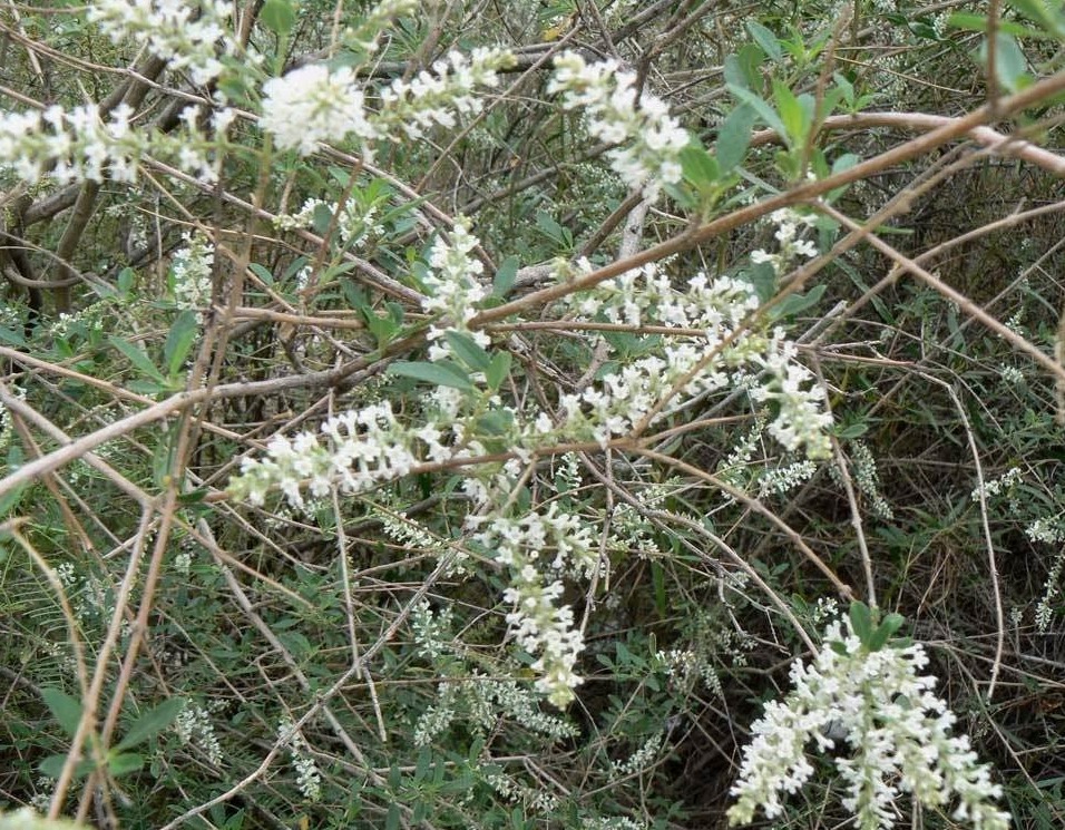 Espécie de alfazema trata hipertensão, colesterol e crises nervosas 