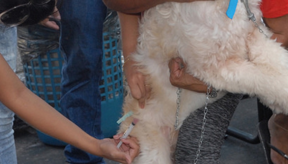 Campanha de vacinação antirrábica inicia nesta semana em Manaus 