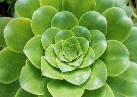 Espécie de bálsamo serve de emplastro para edemas e feridas na pele 