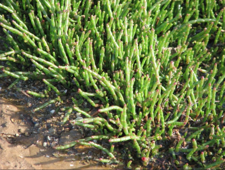 Conheça espécie de planta que pode produzir “sal verde” 