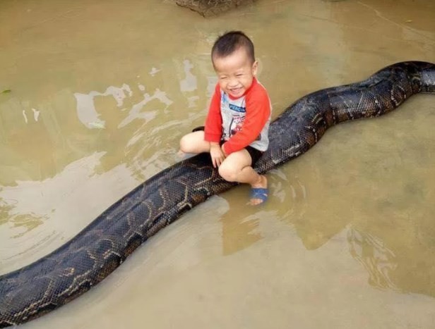 Vídeo mostra menino de 3 anos montando em píton gigante